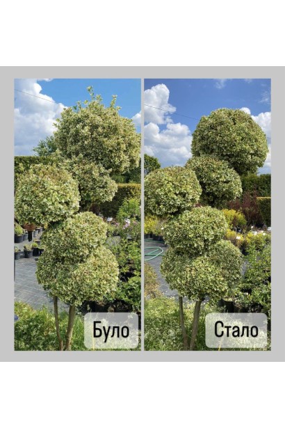 Бруслина японська Ауреомаргіната Топіар Кулі 